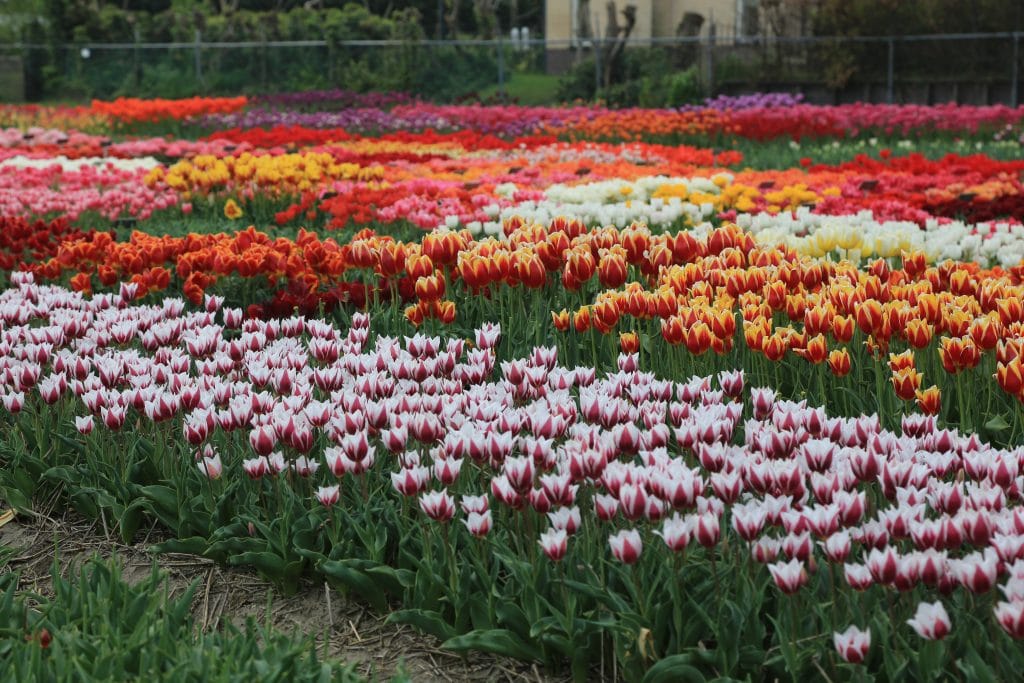 Tulpenvelden in Limmen